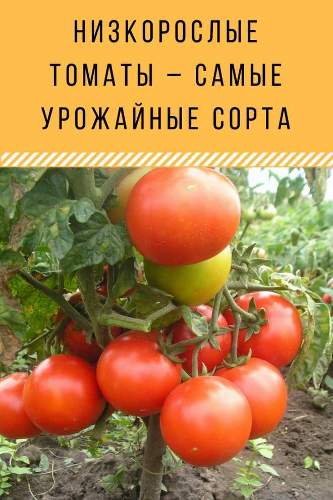 Низкорослые помидоры для теплиц