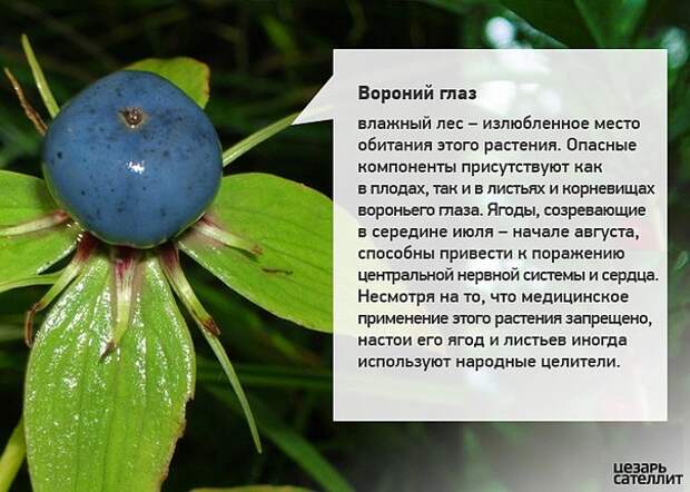 Осторожно: ядовитые растения / асиенда.ру