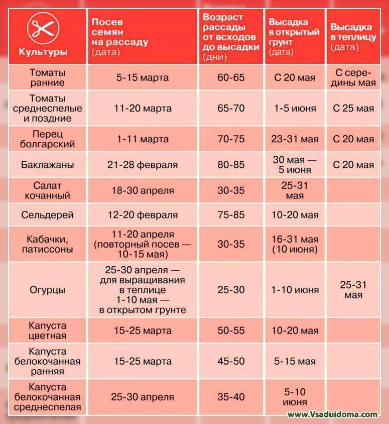 Огурцы в теплицу когда и как сажать в сибири в 2023 году, сроки и схема посадки пошагово с фото