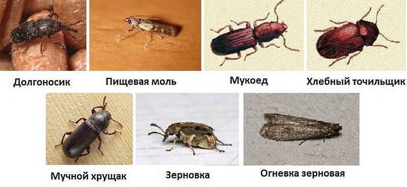 Как избавиться от жучков на кухне?