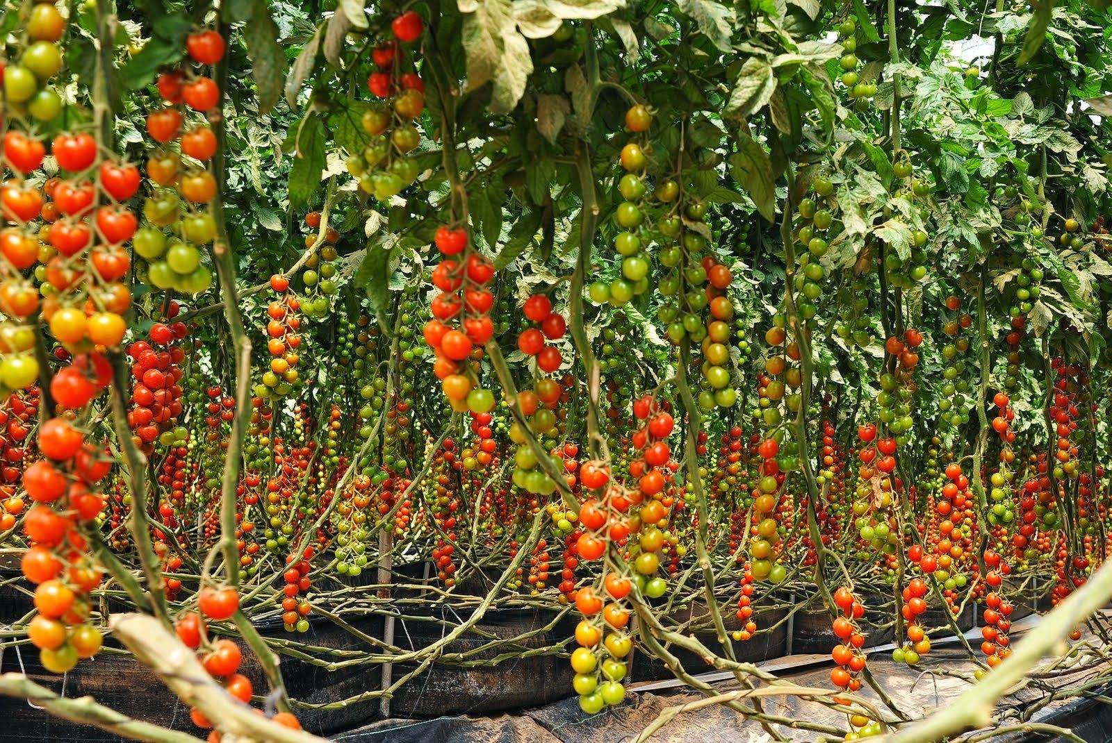Лучшие сорта томатов на 2023 год для теплиц в подмосковье: описание, отзывы огородников