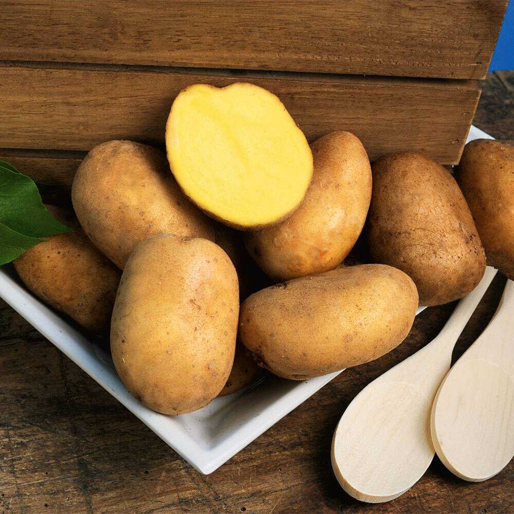 Сорт картофеля бернина характеристика отзывы. Картофель семенной голубизна. Картофель голубизна/суперэлита. Голубизна картофель характеристика. Невская картофель.