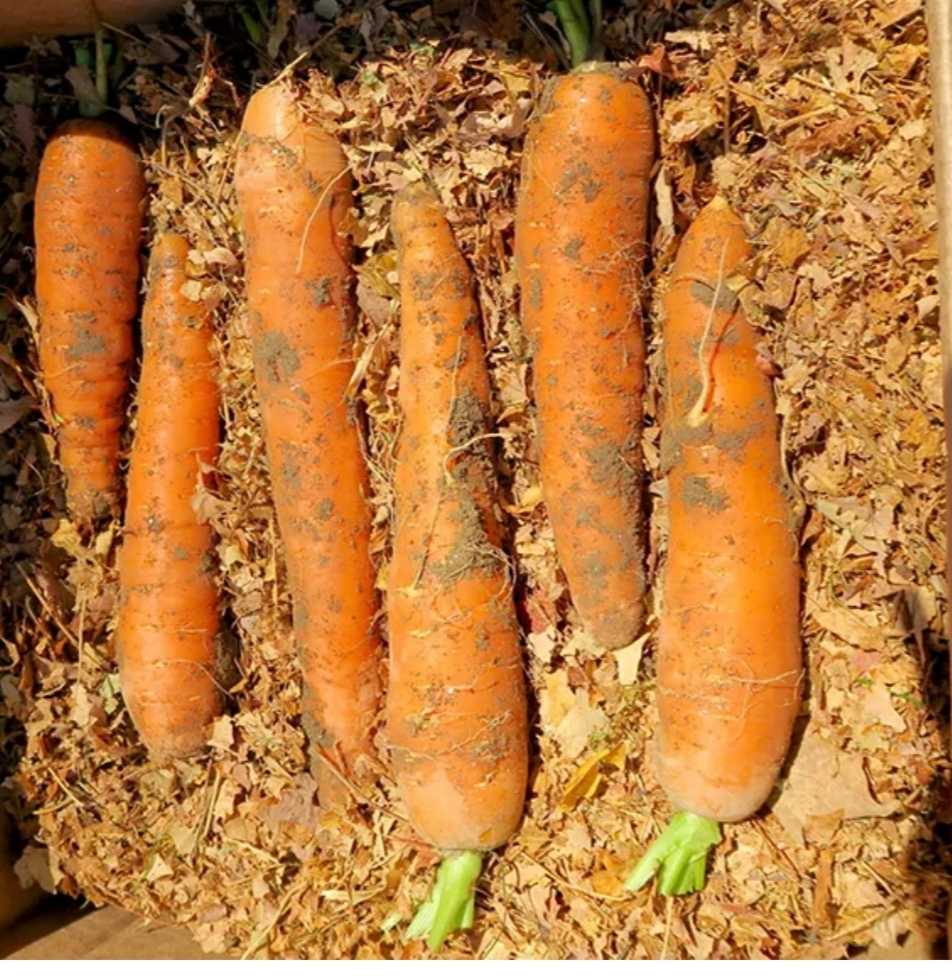 Как хранить морковь в погребе зимой