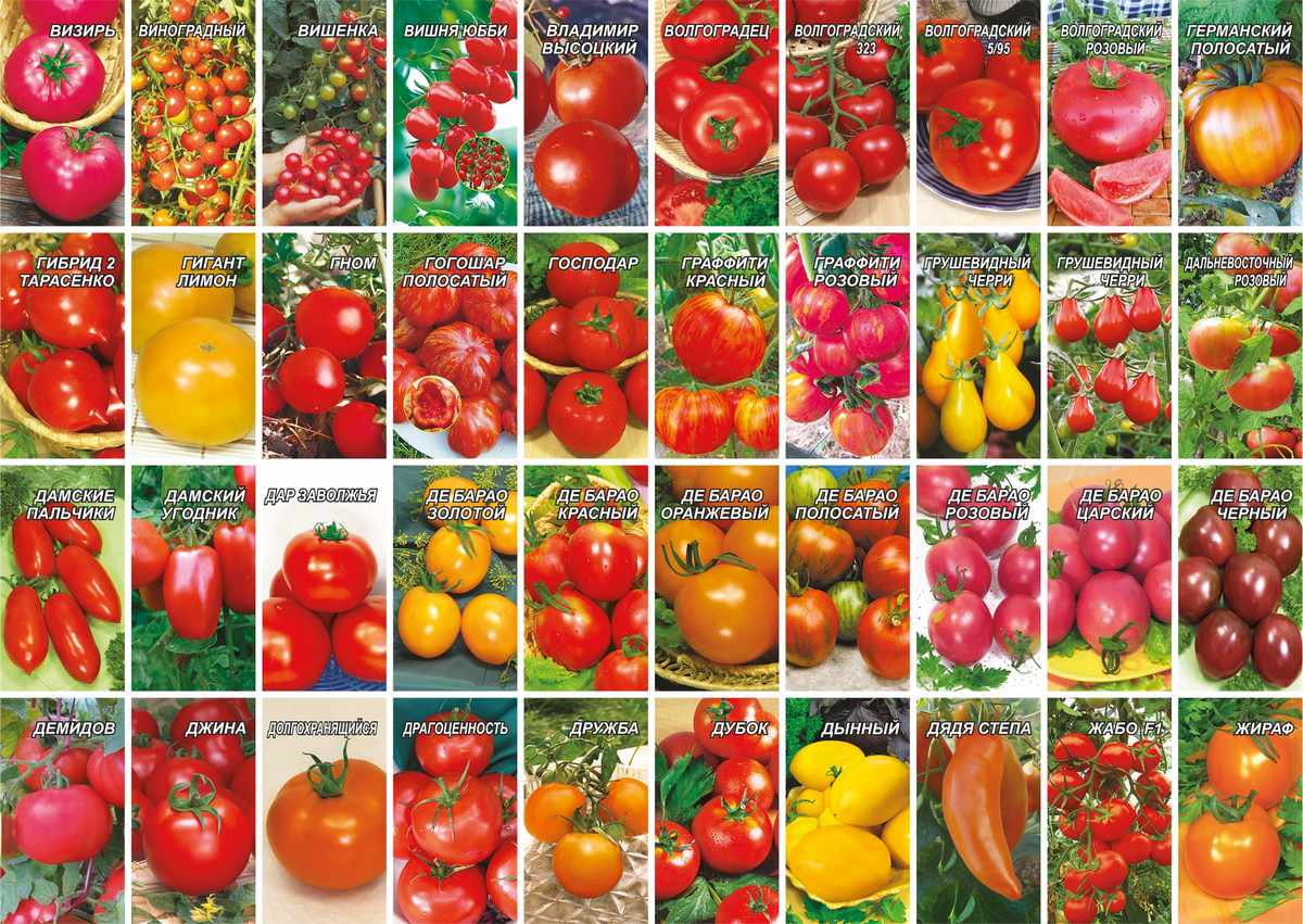 Лучшие сорта томатов на 2023 год для теплиц в подмосковье: особенности выращивания, наименования, описание сорта и отзывы