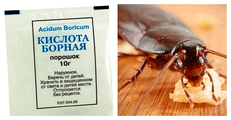 Борная кислота от тараканов: общие сведения о яде, рецепты приготовления отравы, профилактика и безопасность