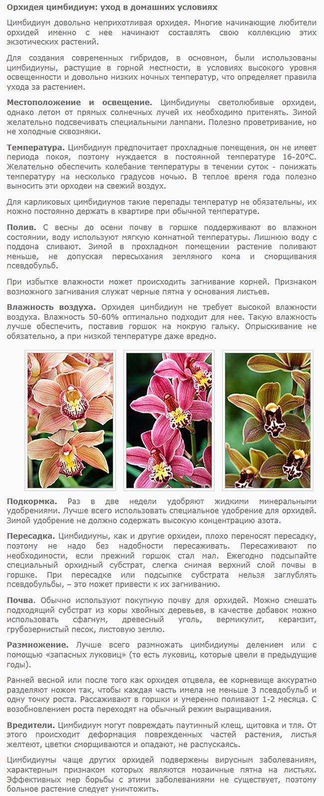 Орхидея уход в домашних условиях после покупки, фото, видео