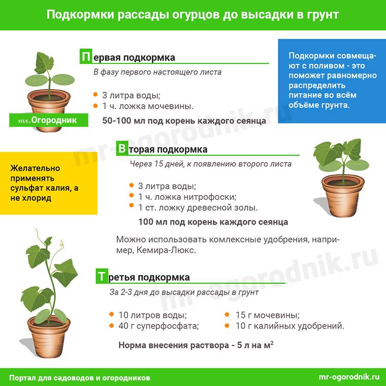 Расскажем, как поливать огурцы в теплице из поликарбоната: обильность, частота и другие правила организации полива, советы опытных дачников