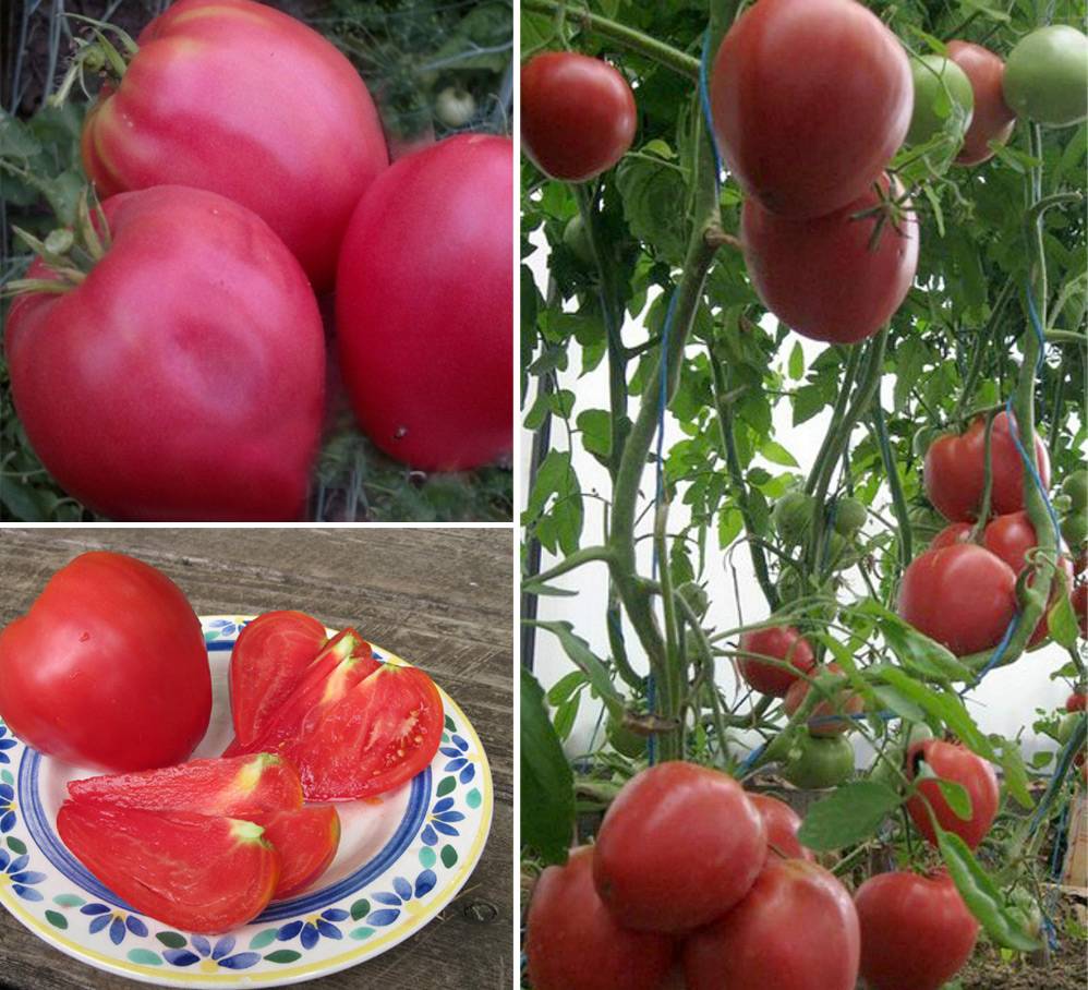 Лучшие сорта томатов для выращивания в теплицах и парниках подмосковья