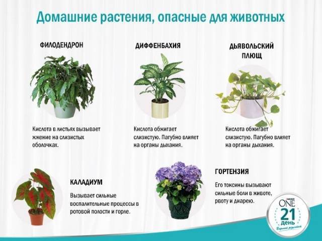 Названия комнатных растений, которые нельзя держать дома