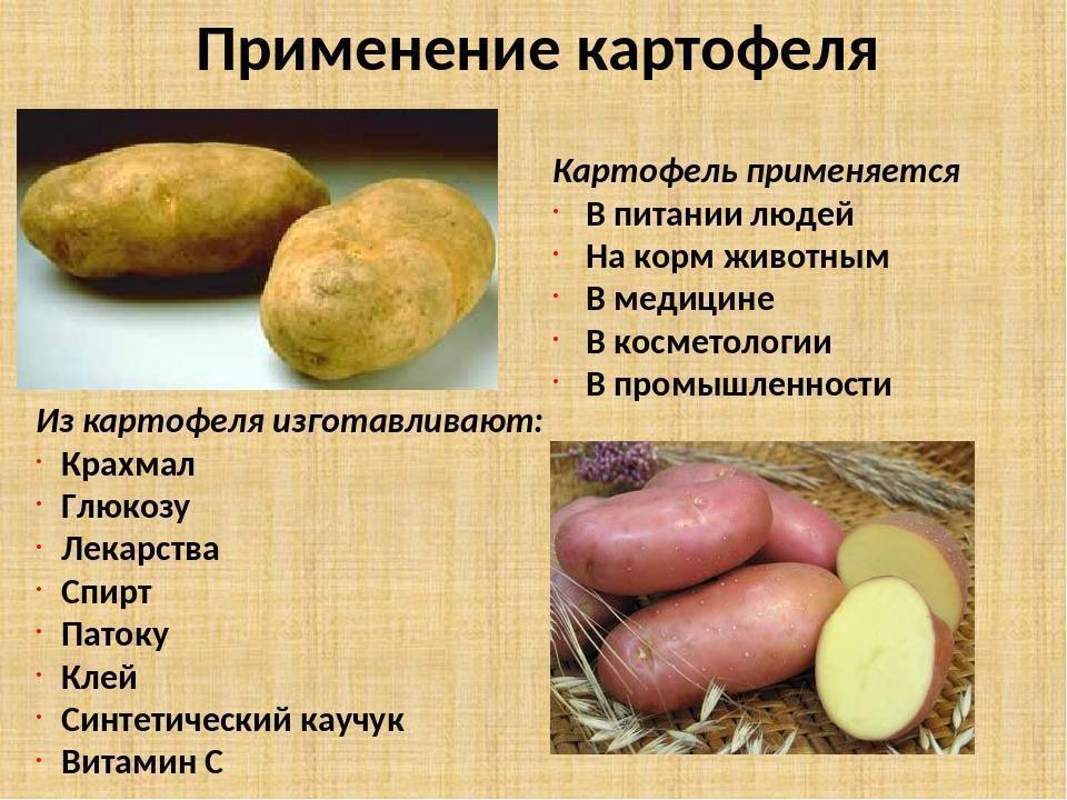 Сообщение про картофель - история, характеристики и факты