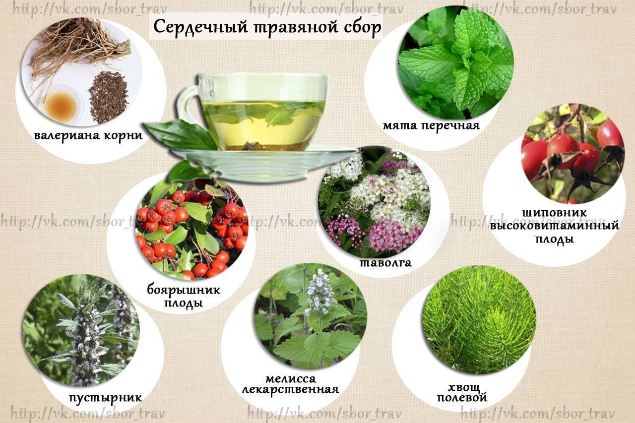 10 самых полезных растений для дома