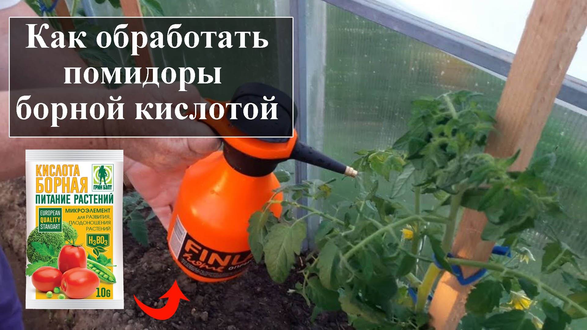 Как бороться с фитофторой на помидорах: эффективное лечение