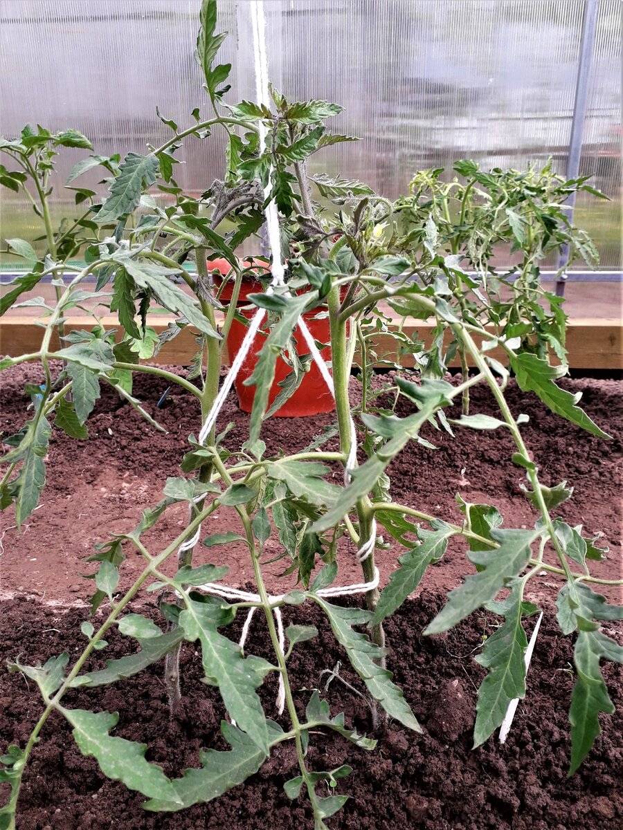 Как правильно подвязывать помидоры в теплице и открытом грунте?