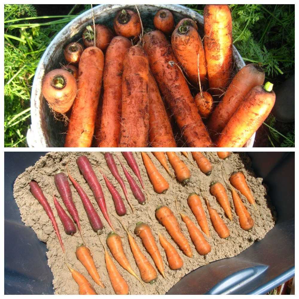 Как лучше хранить морковь. Хранение моркови. Морковь в погребе. Хранение моркови в погребе. Хранение моркови на зиму.