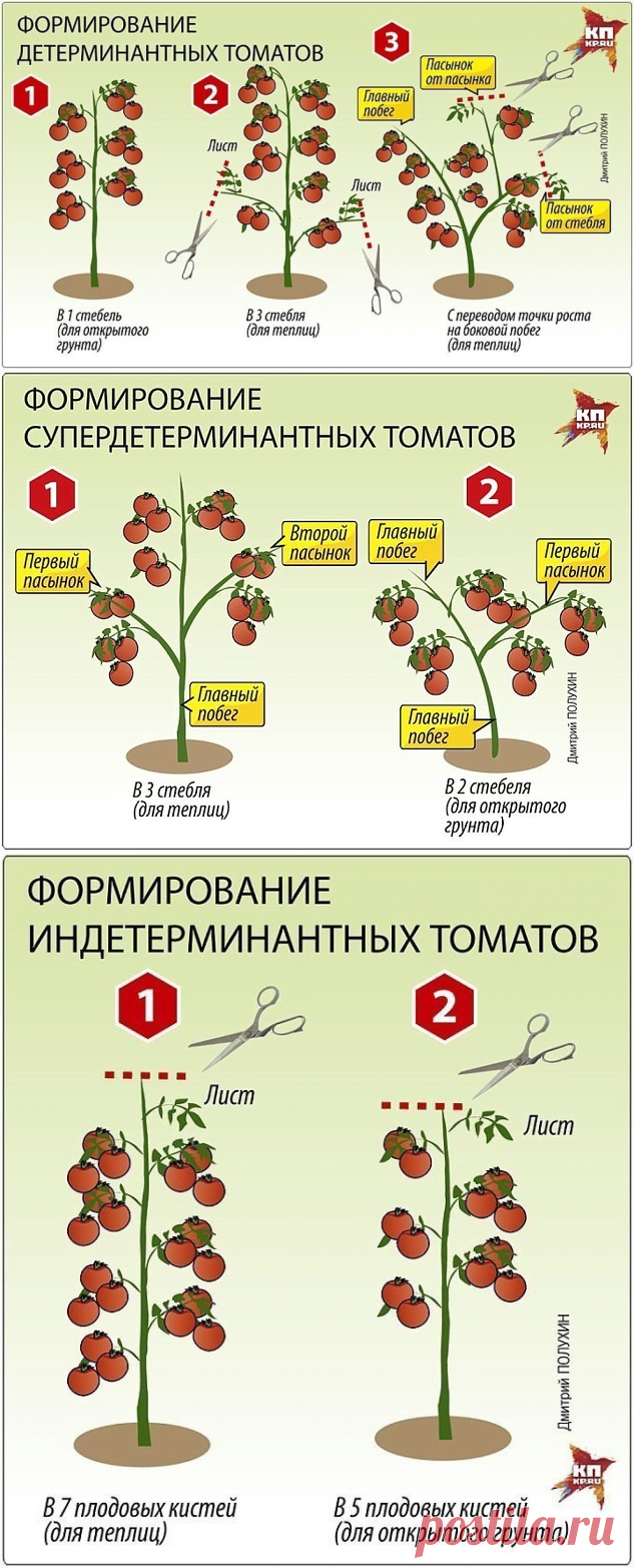 Лучшие детерминантные и индетерминантные сорта томатов
