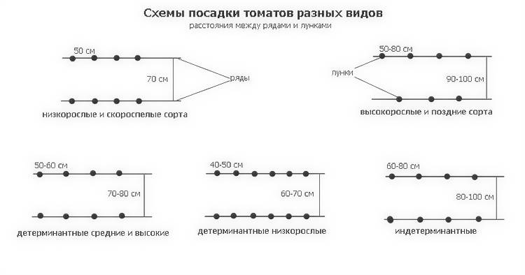 Схема посадки томатов в теплице: подробное описание