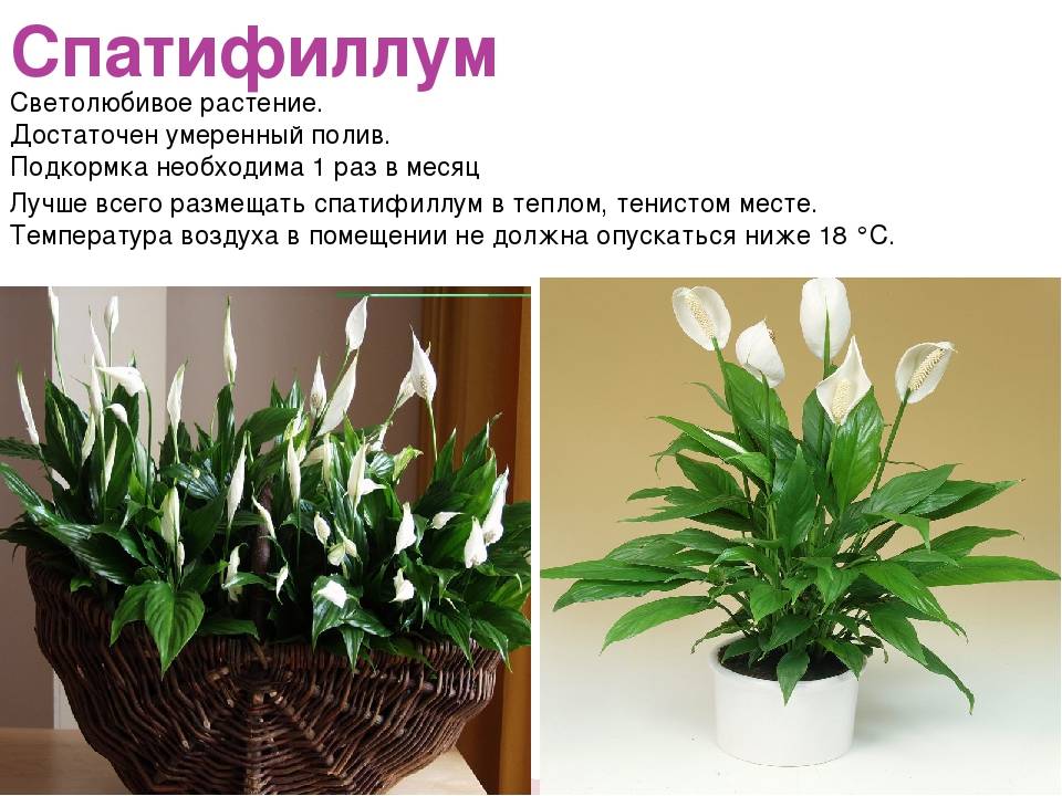 Цветок "женское счастье": уход в домашних условиях и размножение - sadovnikam.ru