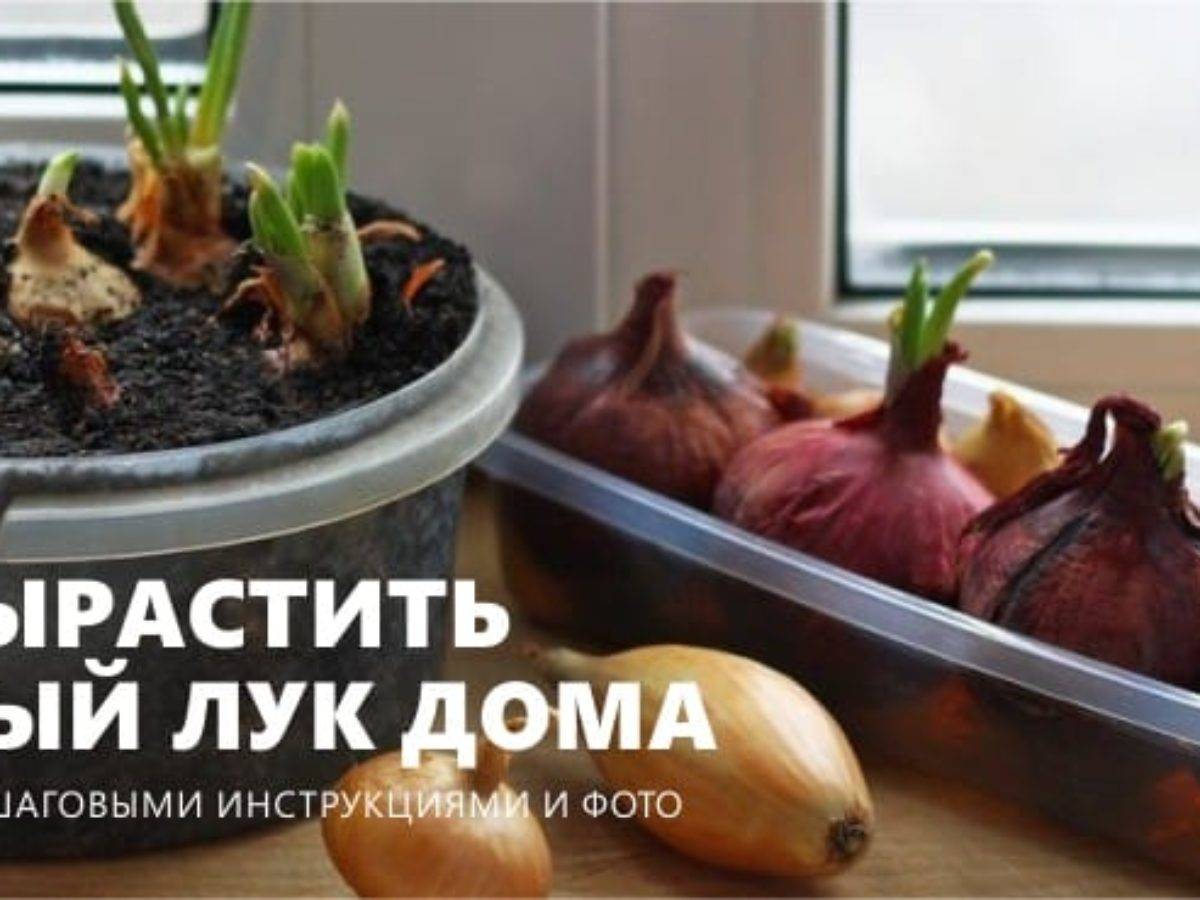 Как вырастить лук дома – 2 пошаговые инструкции с фото
