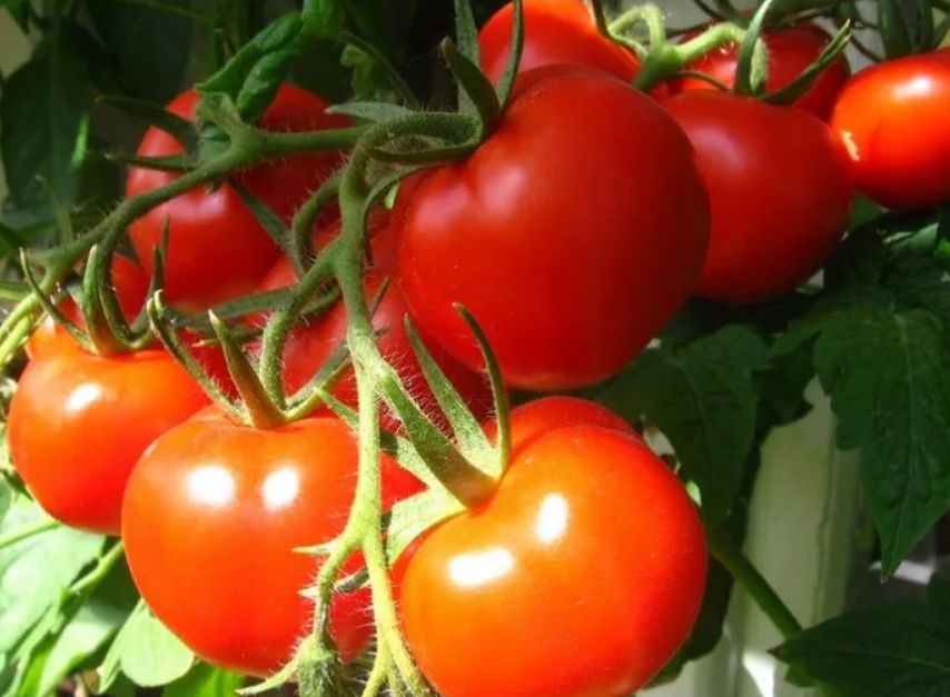 Лучшие сорта томатов на 2023 год для теплиц в подмосковье: советы по выбору помидоров, особенности выращивания, наименования и описания сортов