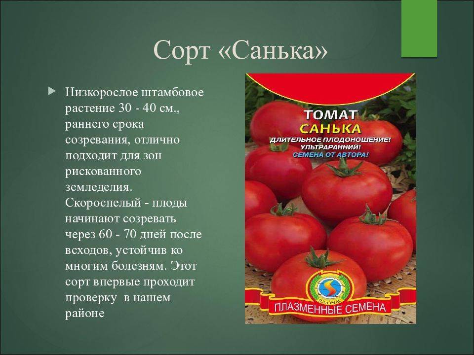 Семена томатов для ленинградской области: сорта, выращивание - огород-365