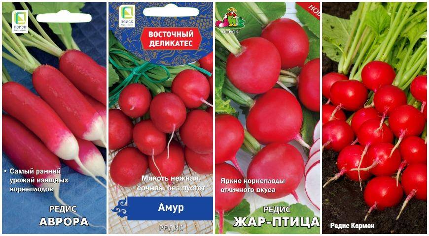 Советы по выращиванию редиса в теплице зимой на продажу