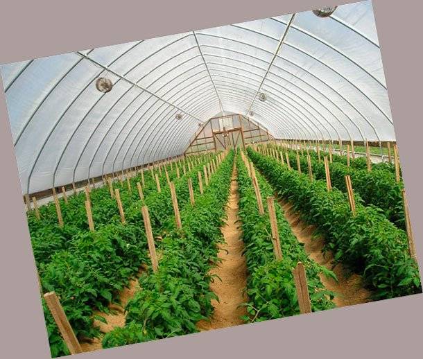 Тепличное хозяйство на примере выращивания овощей