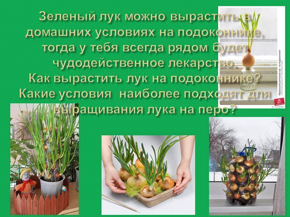 Как вырастить зеленый лук дома
