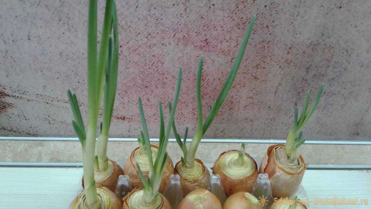 Лук севок на подоконнике - выращивание лука в домашних условиях