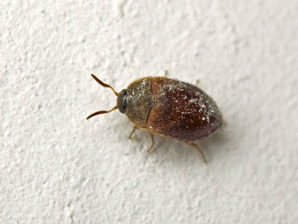 Маленькие коричневые жучки в квартире, фото и названия: как избавиться от насекомых?