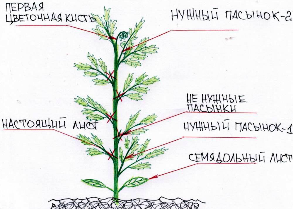 Когда обрезать листья у помидоров в теплице и как правильно?