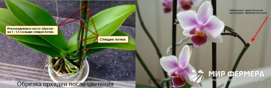 7 советов по основам ухода за орхидеями для новичка. фото — ботаничка