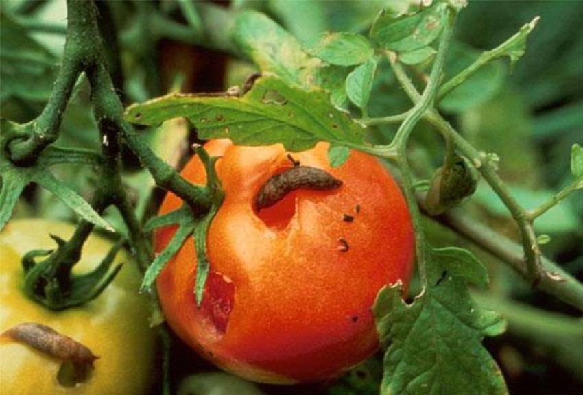 Самые частые болезни томатов в теплице и на открытом грунте: первые симптомы угрозы с фото, профилактика и эффективные способы лечения