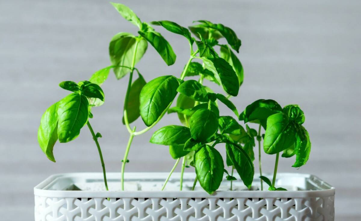 Особенности выращивания базилика на подоконнике из семян в квартире