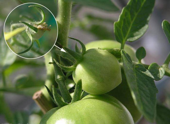Почему после активного цветения не завязываются или плохо завязываются помидоры в теплице: что делать