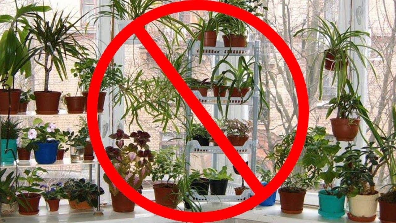 Какие домашние цветы нельзя держать дома: названия комнатных вредных растений для людей и животных, какие особо опасны и лучше их не заводить в квартире?