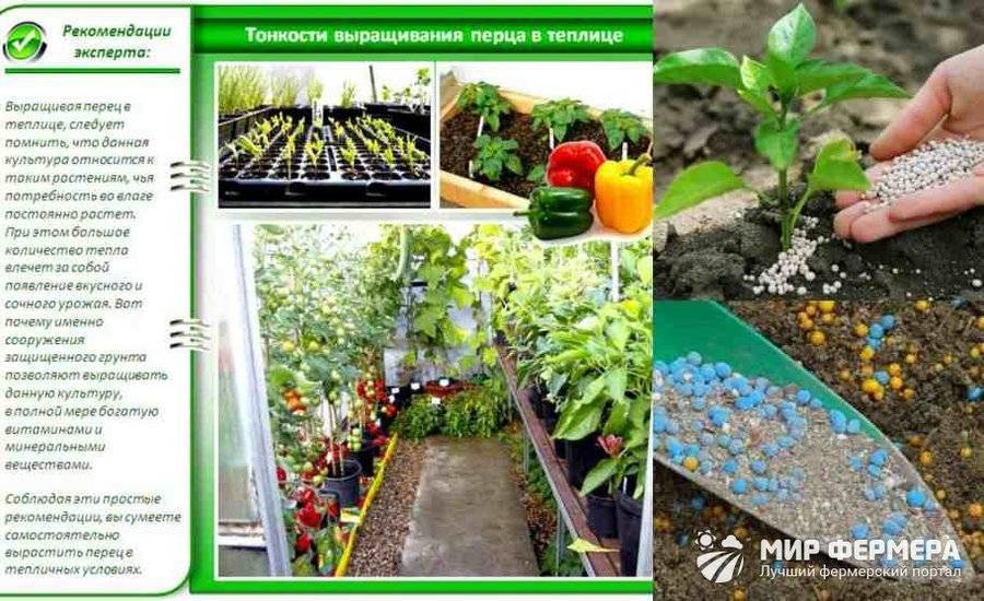 Подкормка перца в теплице: эффективные и проверенные методы