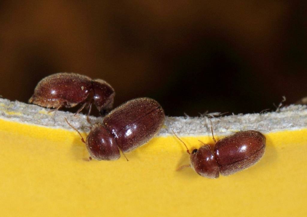???? как избавится от домашних жуков на кухне: виды насекомых, способы борьбы