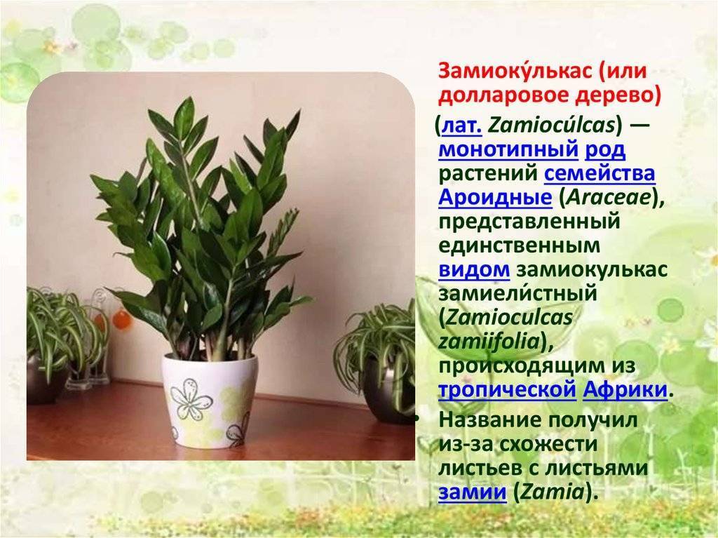 Цветок замиокулькас: уход в домашних условиях, описание, полив, пересадка, приметы