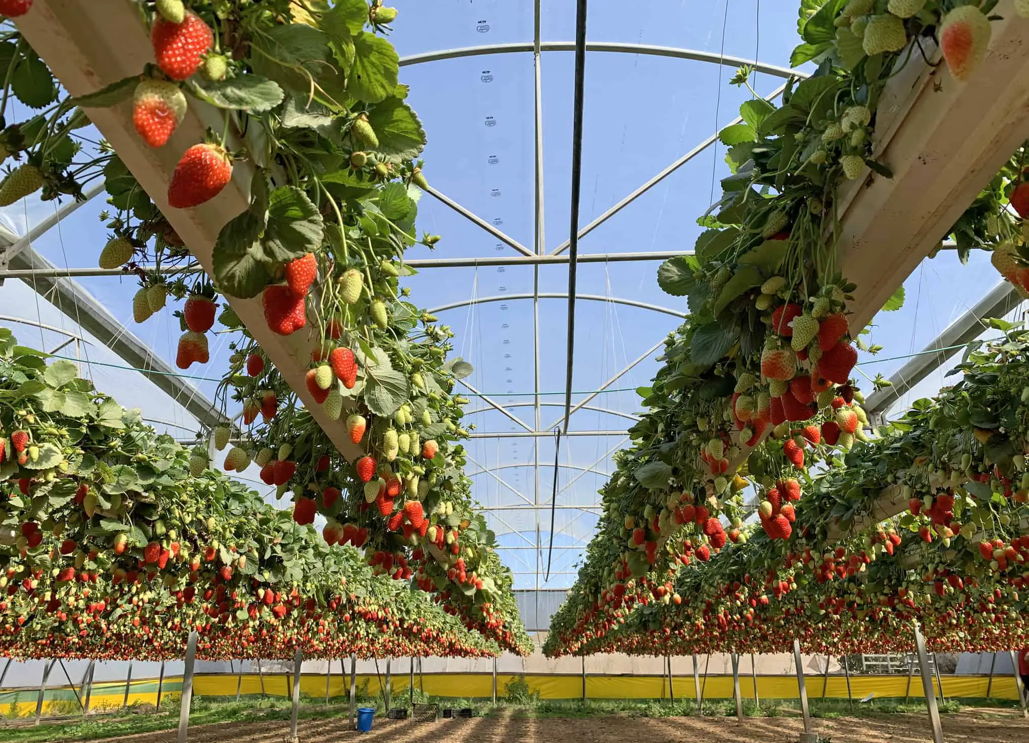 Выращивание клубники в теплице круглый год: технология, сорта