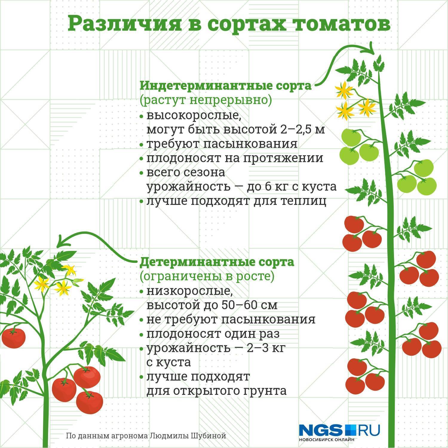 Индетерминантные сорта томатов для теплиц: 8 лучших видов