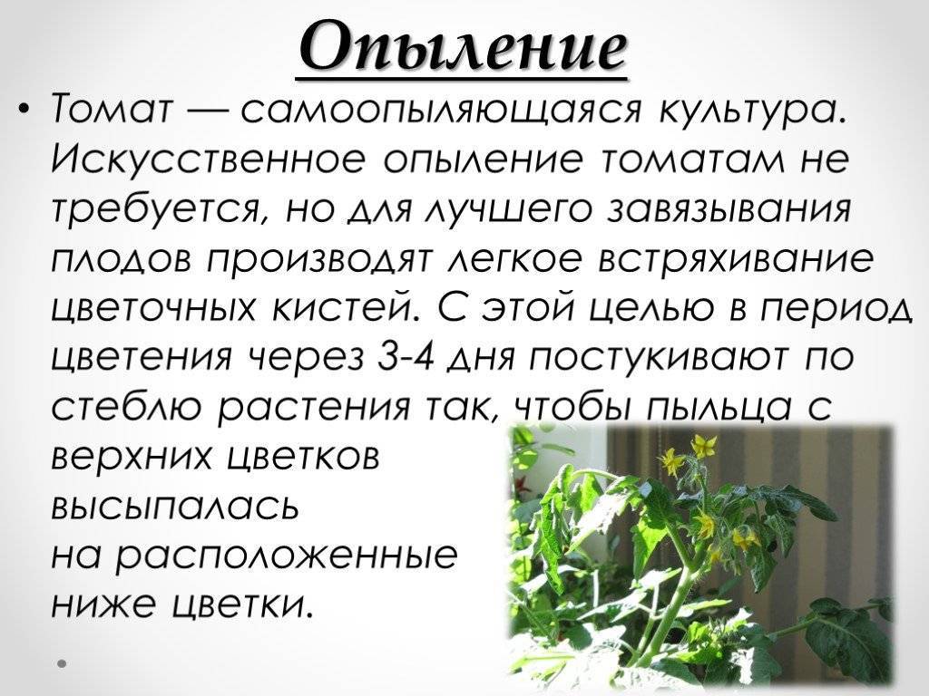 Лучшие сорта томатов для теплицы: самые урожайные, крупные и сладкие