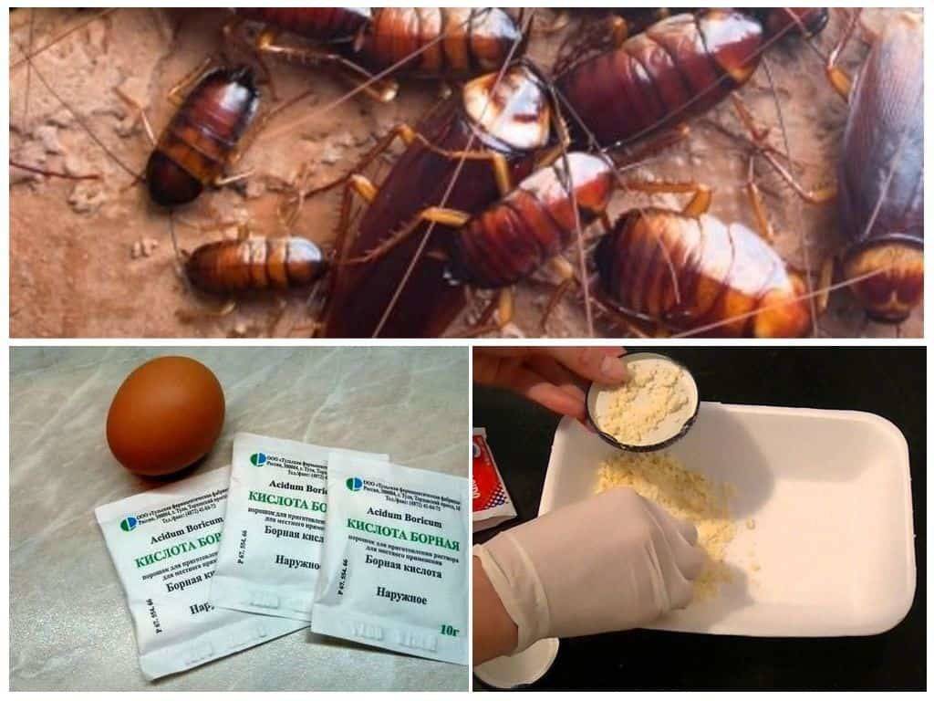 Борная кислота от тараканов: эффективные рецепты, как приготовить действующий препарат
