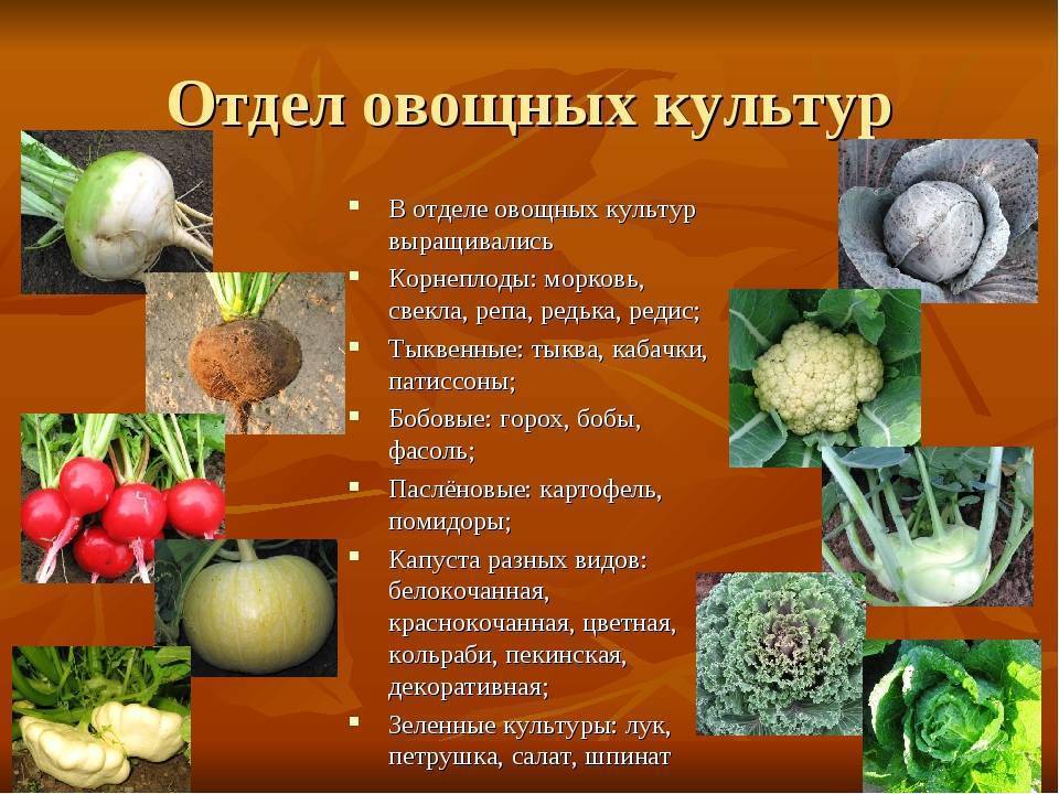 § 3. хранение основных видов овощей [1969 наместников а.ф. - хранение и переработка овощей, плодов и ягод]