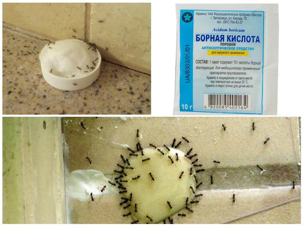 Заговор от тараканов: как избавиться раз и навсегда в домашних условиях