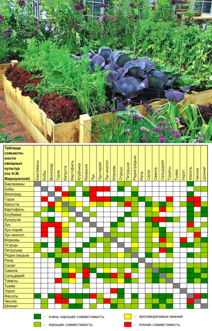 Смешанные посадки и совместимость растений в саду и огороде