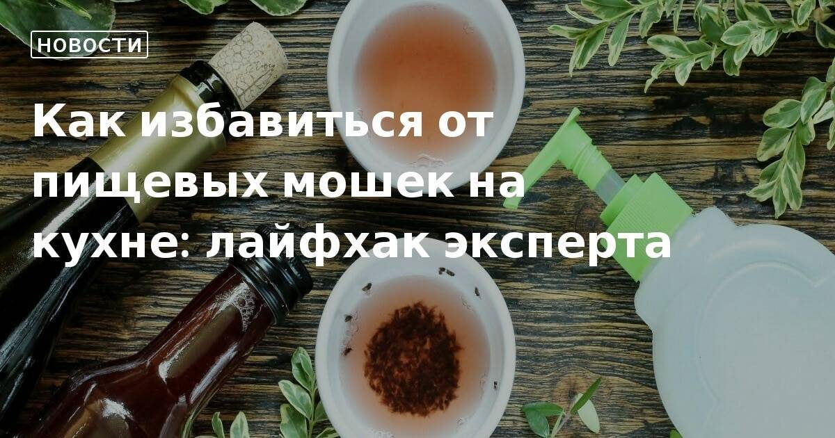 Откуда в квартире берутся мошки и как от них избавляться