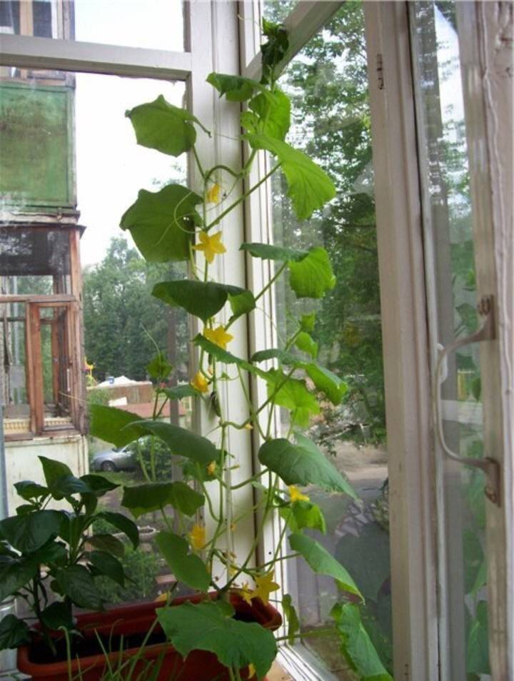 Огурцы на балконе: выращивание пошагово, чем и когда подкармливать
