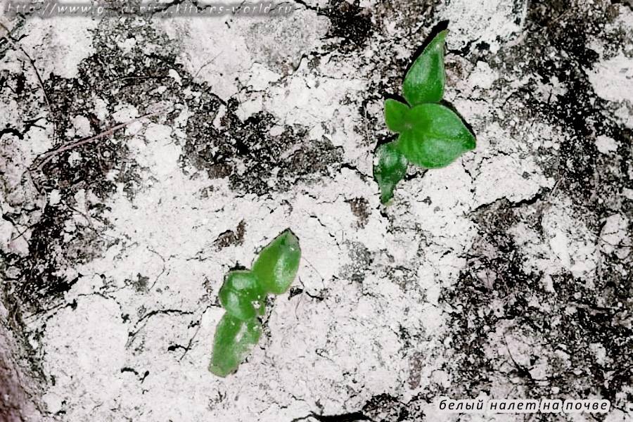 Земля покрылась плесенью: методы борьбы