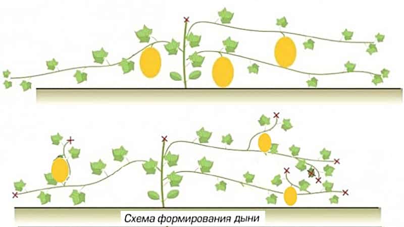 Как вырастить дыню в открытом грунте и теплице?