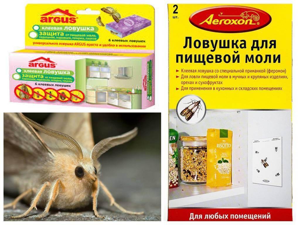 Как избавиться от пищевой моли на кухне быстро и навсегда: обзор методов и народ